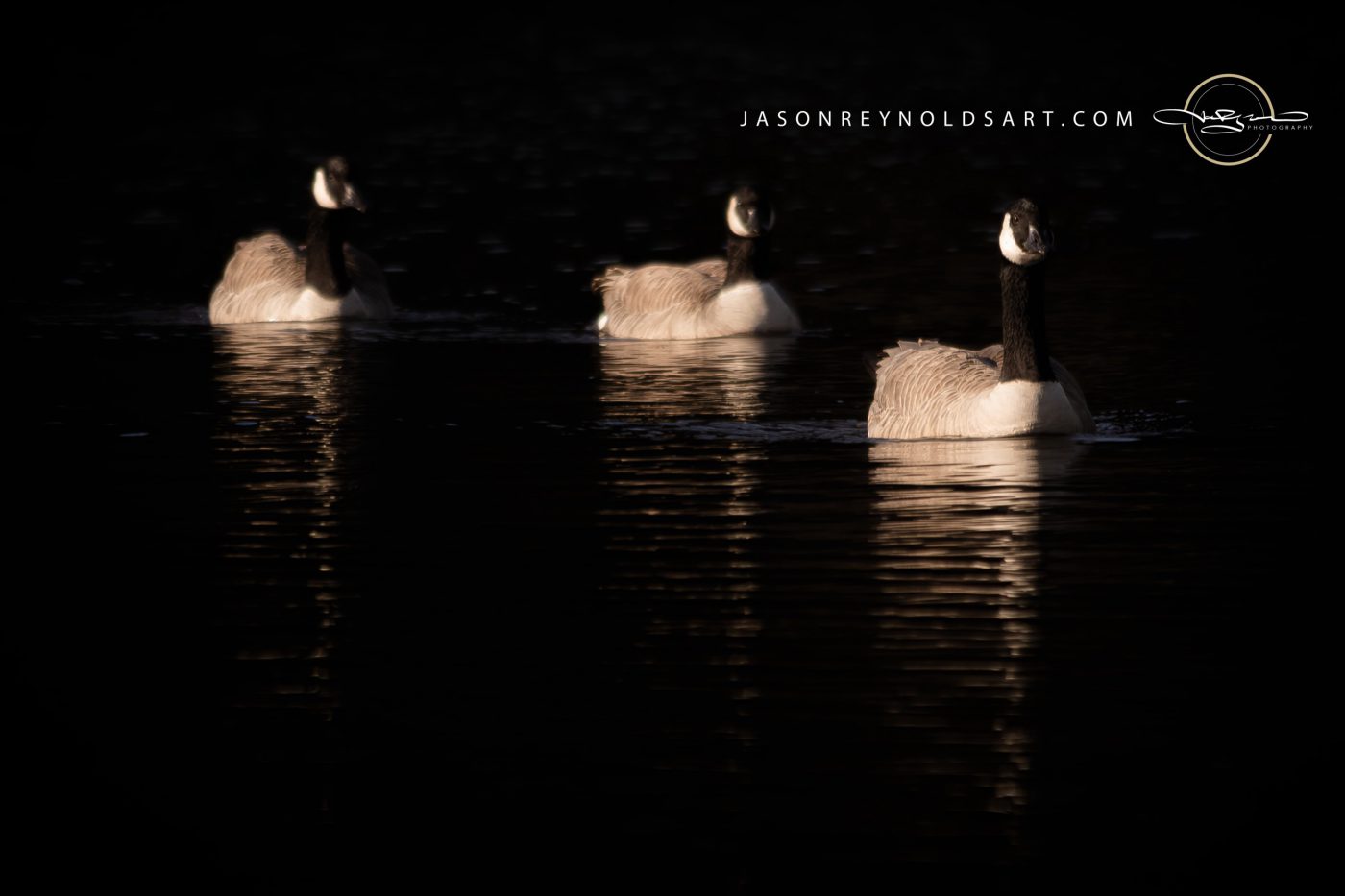 Three Canada Geese on Dark Water