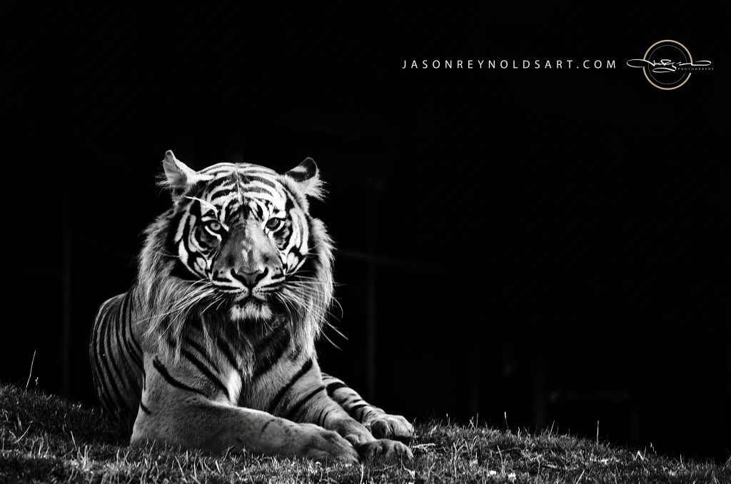 Tiger — Black & White Fine-Art Portrait