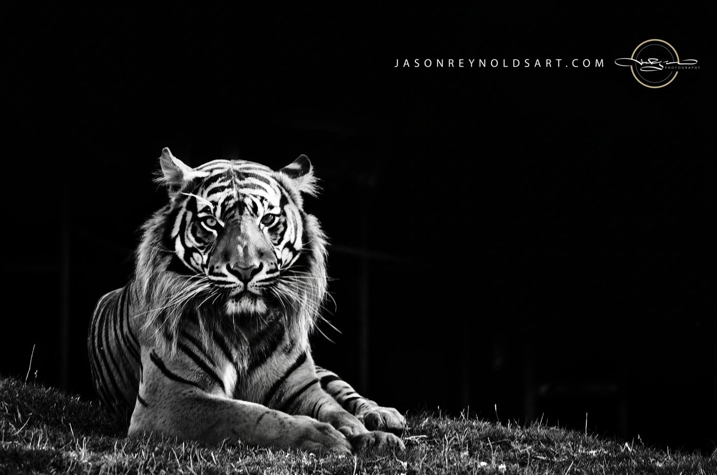 Tiger — Black & White Fine-Art Portrait