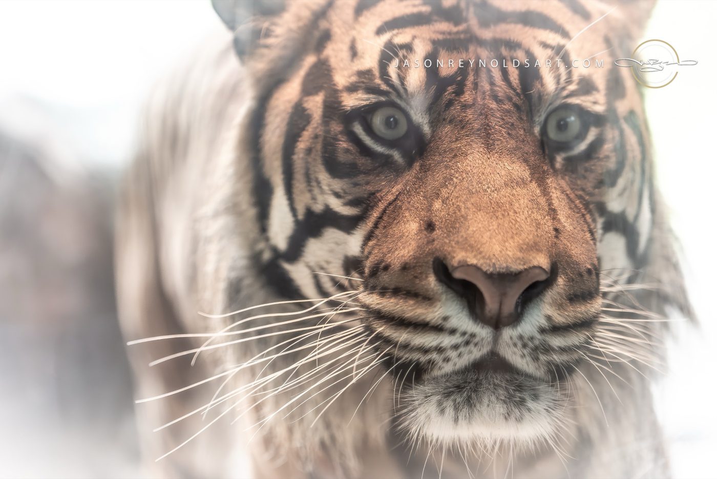 Tiger Face Close-Up
