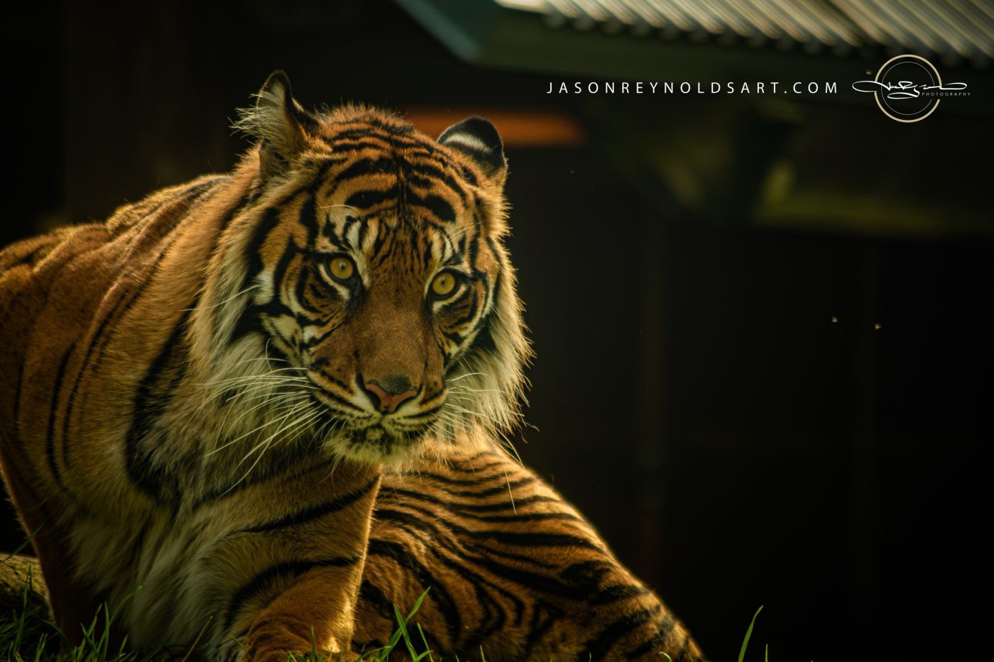 Tiger Portrait — Intense Amber Gaze