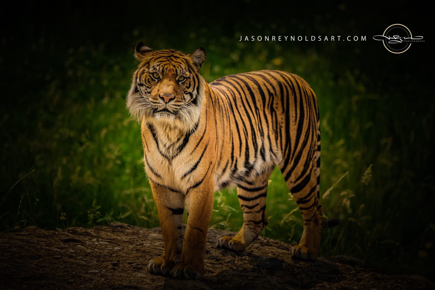 Tiger Portrait on Rock