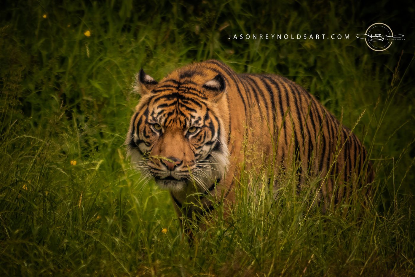 Tiger Stalking Through Tall Grass