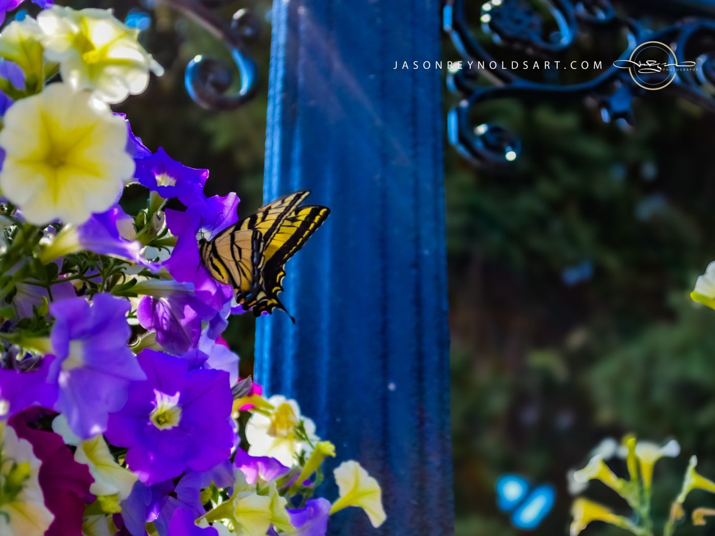 Tiger Swallowtail Butterfly on Purple Petunias