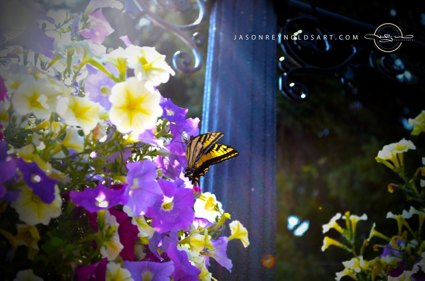 Tiger Swallowtail on Purple and Yellow Petunias