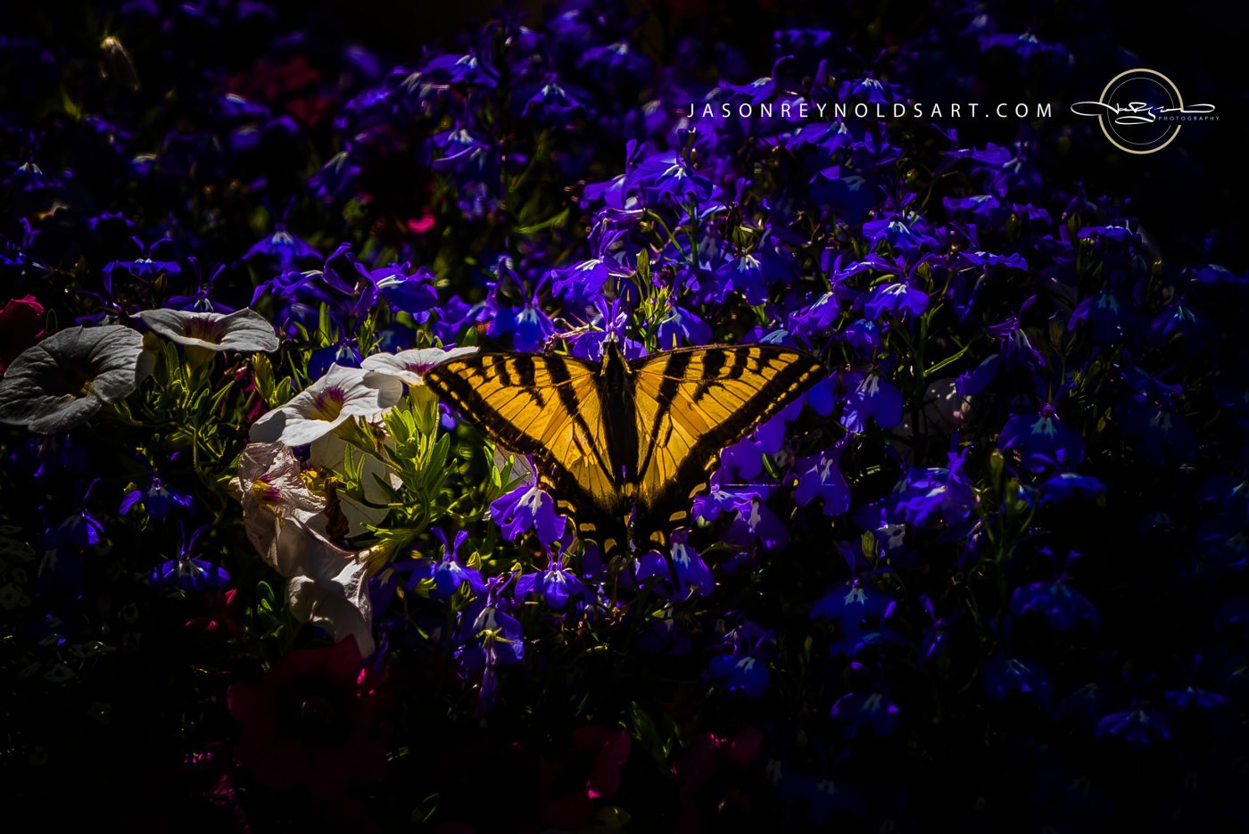 Tiger Swallowtail on Purple Lobelia and White Petunia