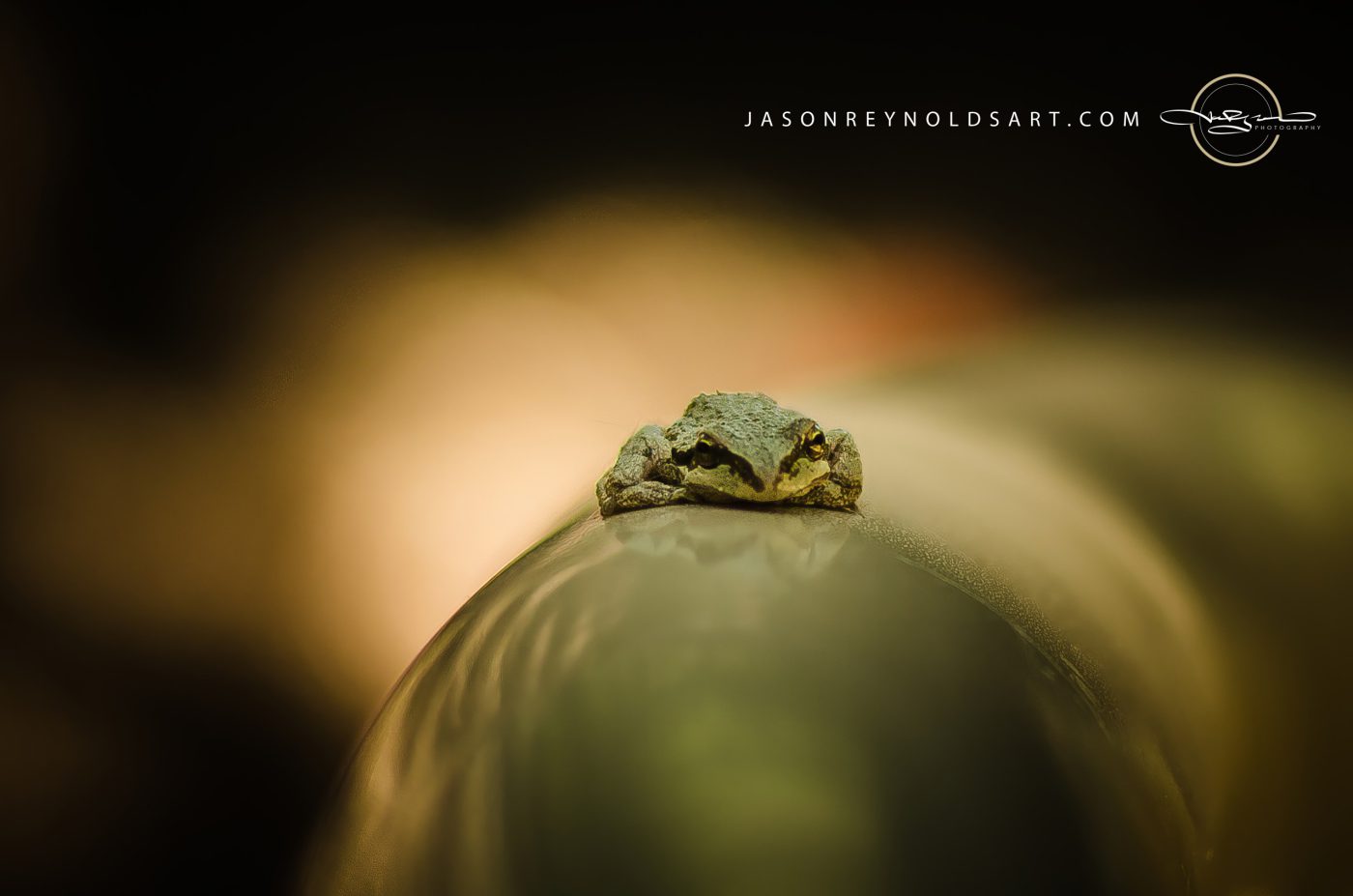 Tiny Green Tree Frog on Curved Surface