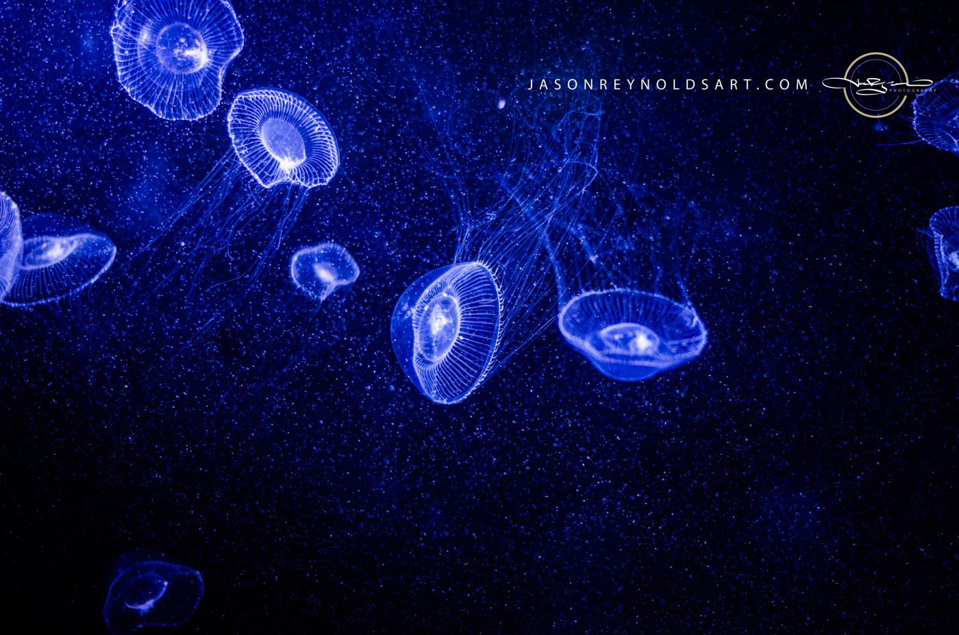 Translucent Jellyfish Drifting in Deep Blue