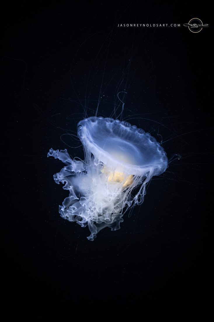 Translucent Jellyfish Floating on Black Background