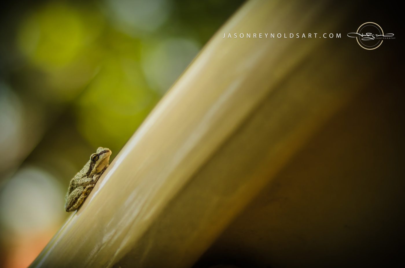 Tree Frog on a Smooth Curve
