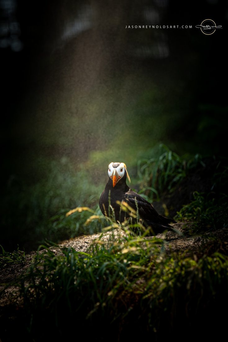 Tufted Puffin on Mossy Ledge