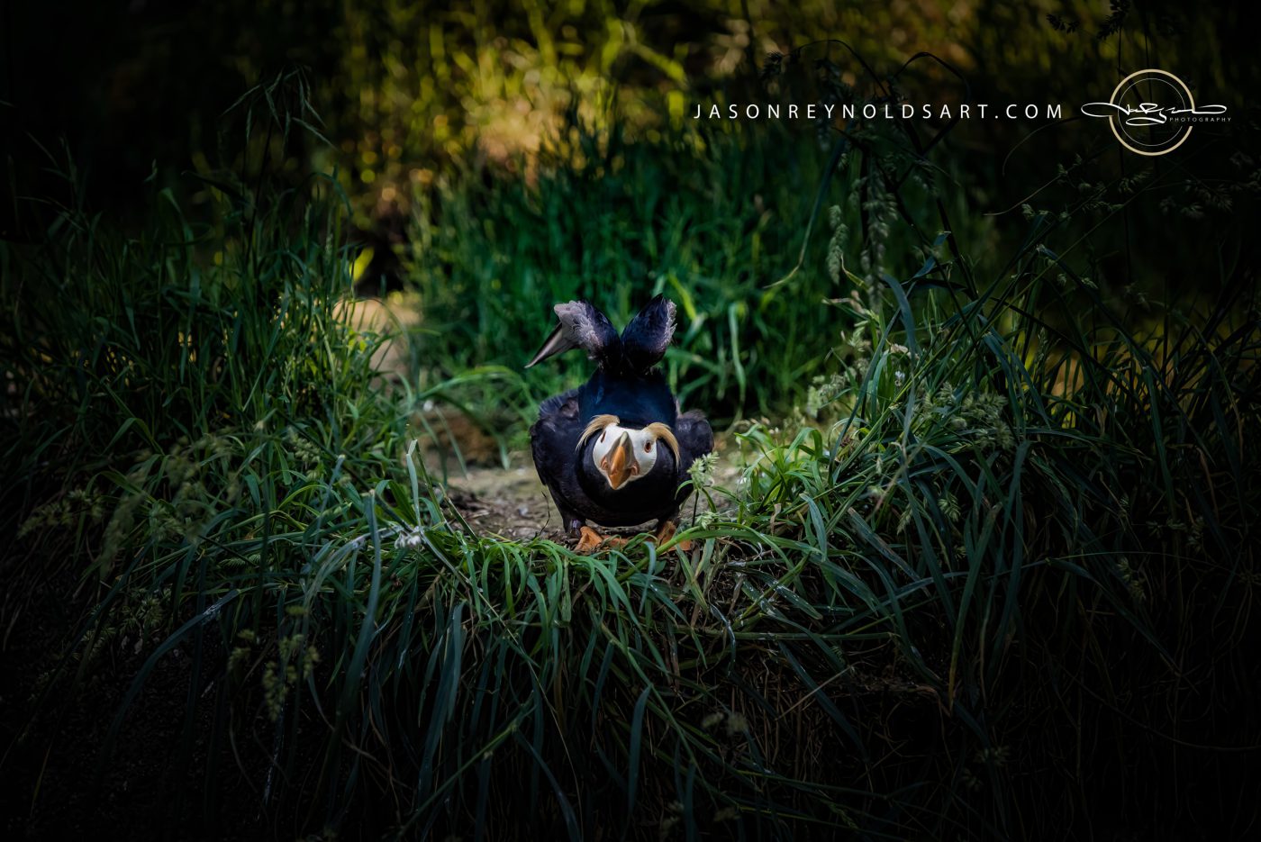 Tufted Puffin Portrait at Burrow Entrance