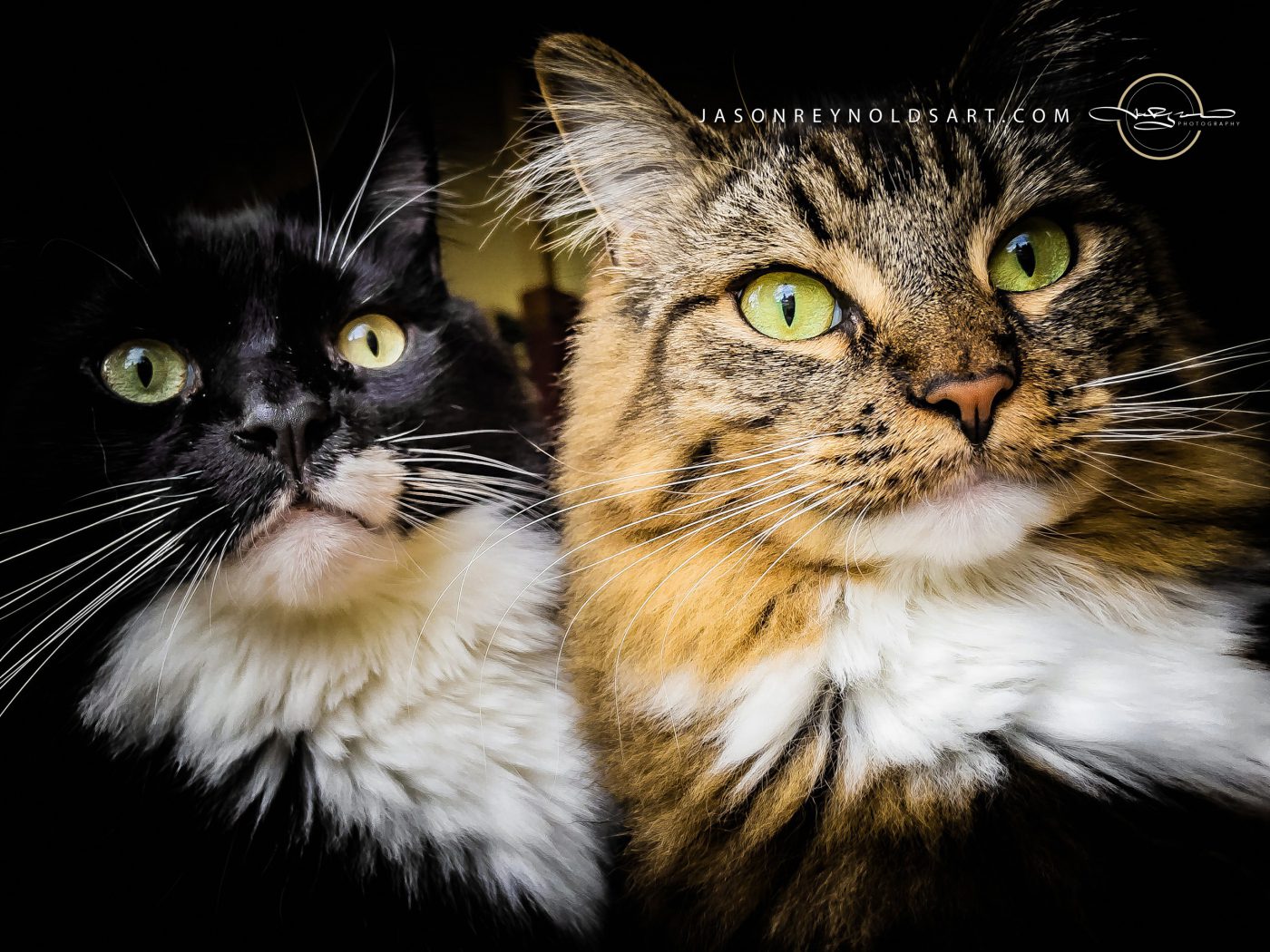 Tuxedo and Tabby — Close-Up Cat Portrait