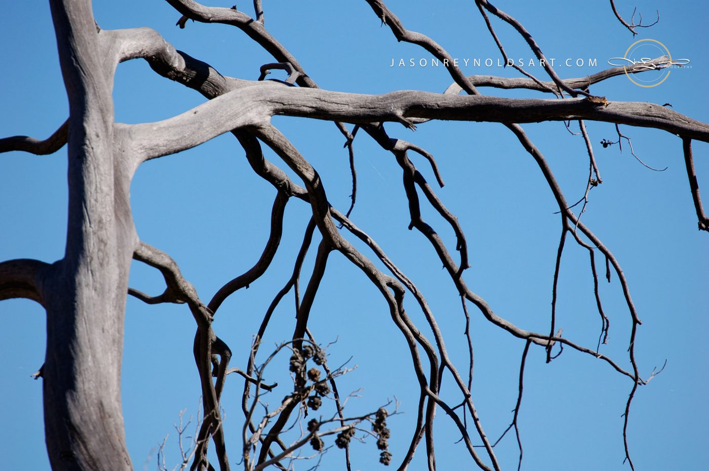 Twisted Bare Tree Branches Against Clear Blue Sky
