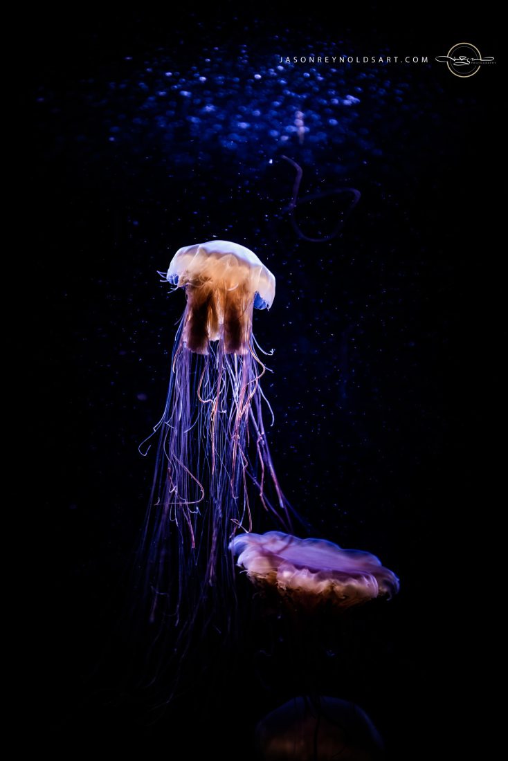 Two Jellyfish with Long Trailing Tentacles on Dark Background