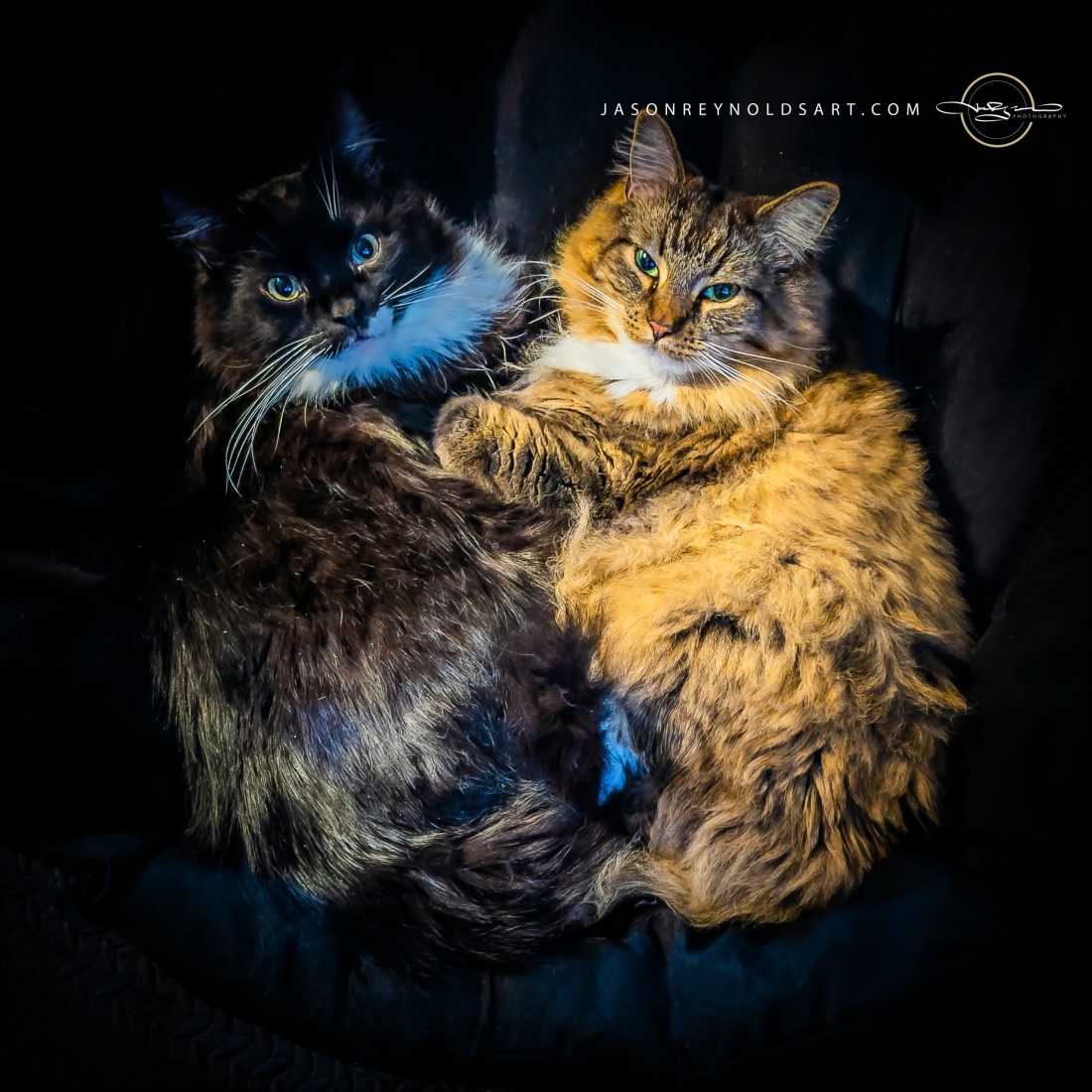 Two Long-Haired Cats Curled Together