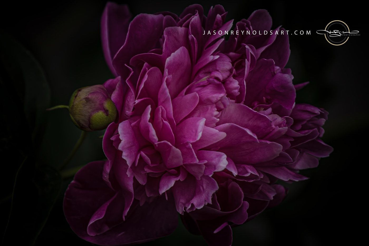 Velvet Magenta Peony — Low‑Key Close‑Up