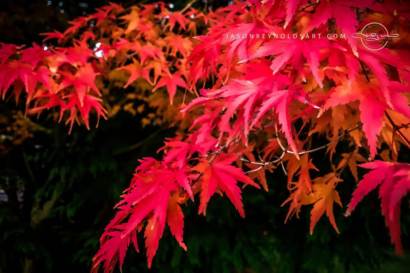 Vibrant Japanese Maple Leaves