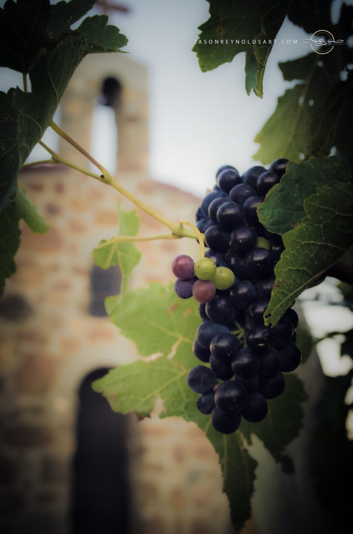 Wapato — Grapes at Red Willow Vineyard