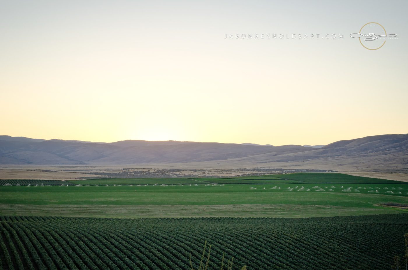 Wapato, WA — Red Willow Vineyard Rows beneath a Pale Sky