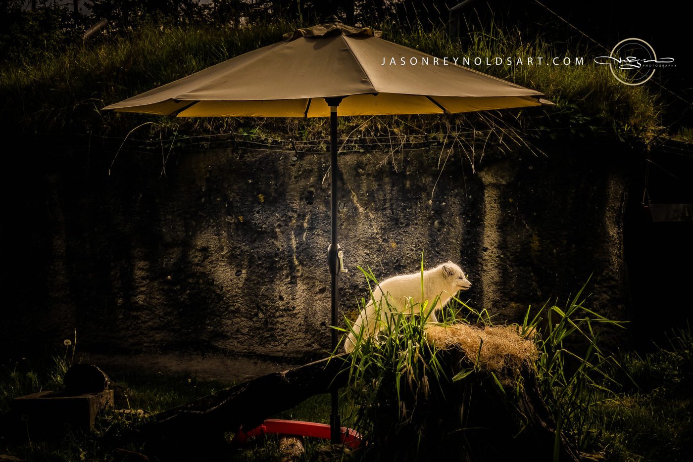 White Fox Beneath a Patio Umbrella
