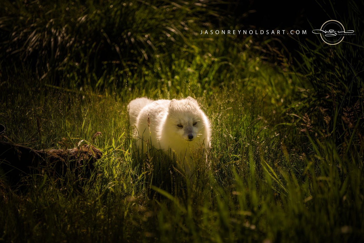 White Fox in Sunlit Meadow