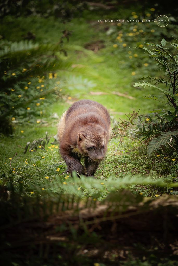 Wolverine walking through fern understory