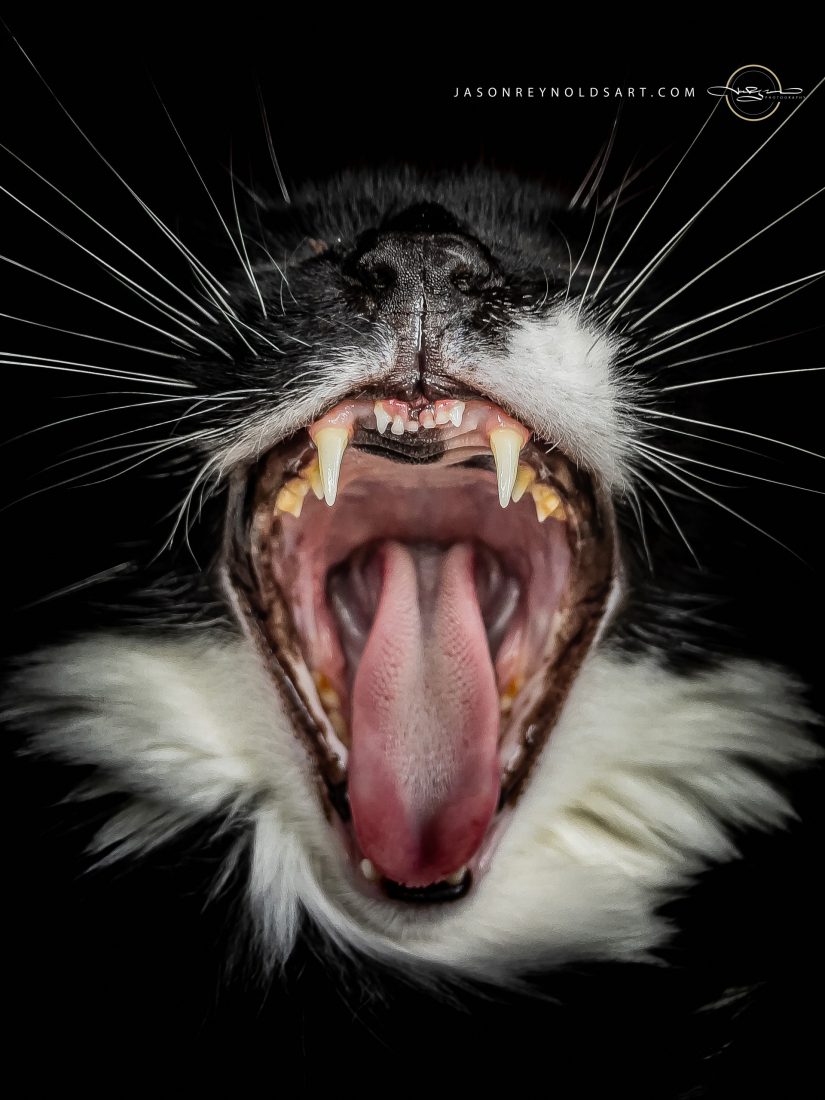 Yawning Tuxedo Cat — Close-up of Mouth, Fangs and Whiskers