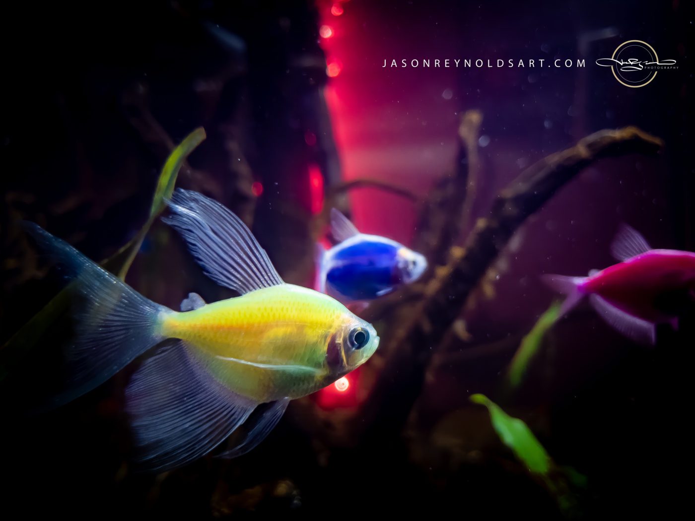 Yellow aquarium GloFish with blue and pink tankmates