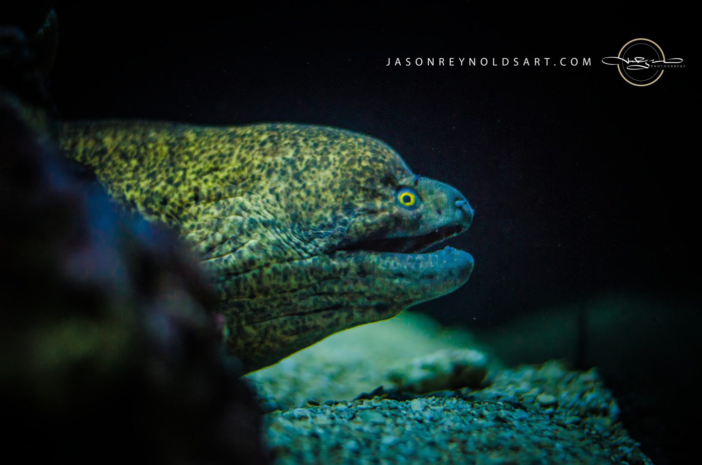 Yellow‑Eyed Moray Eel — Close Profile