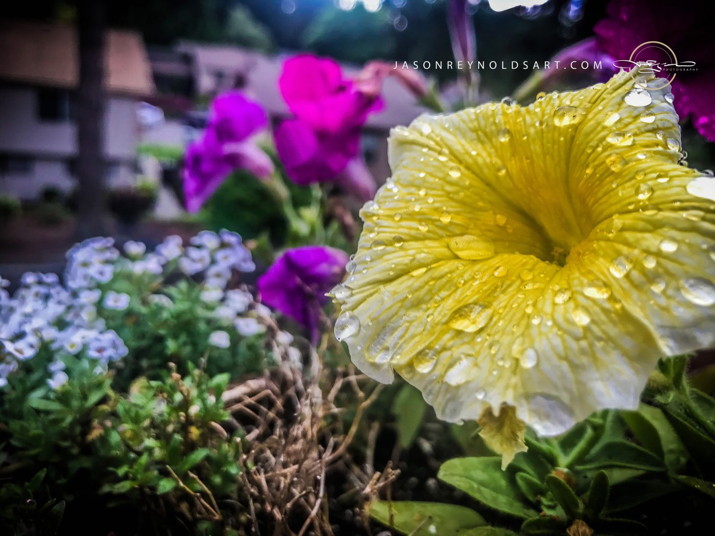 Yellow Petunia with Raindrops